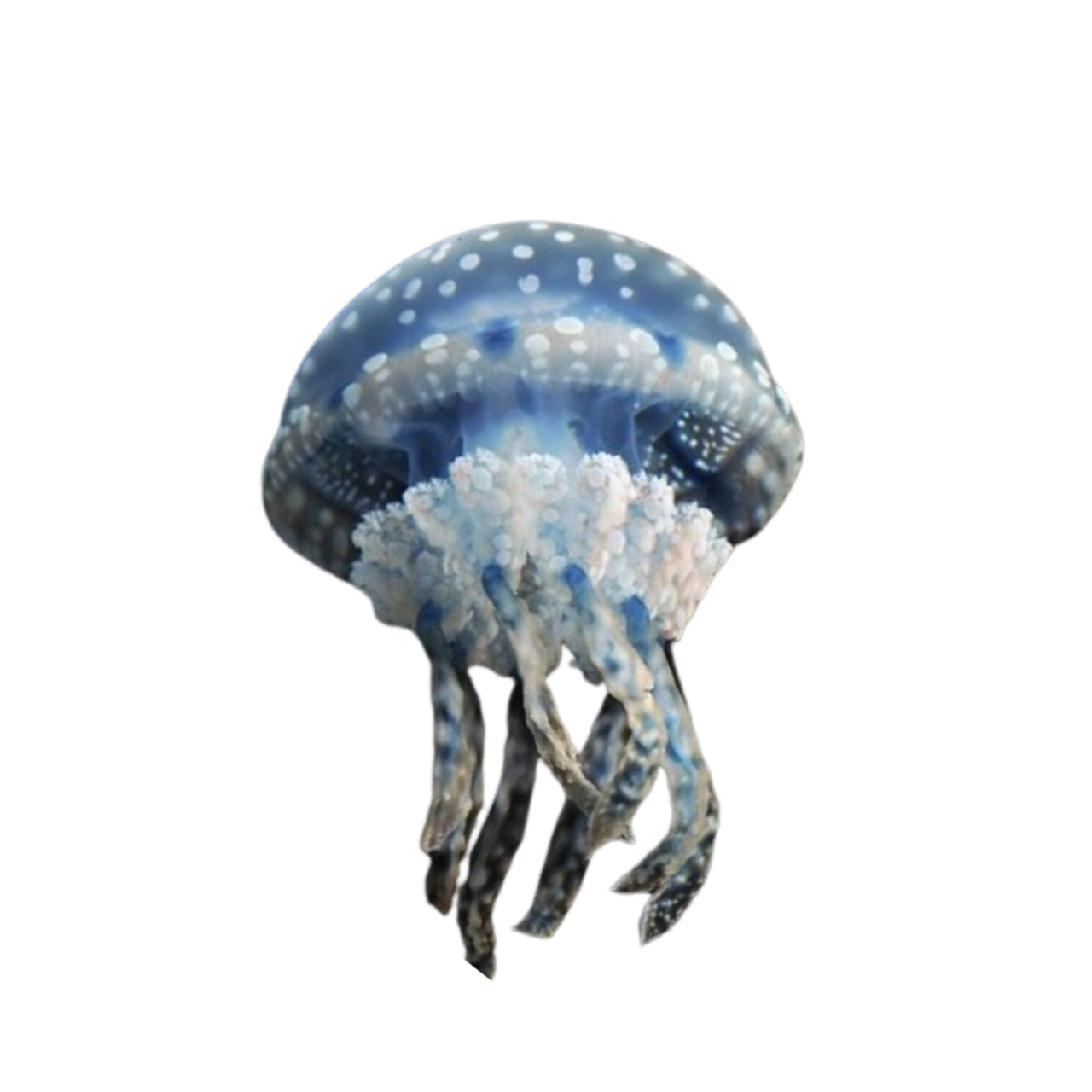 a transparent png of a jellyfish, made by @saizun on tumblr